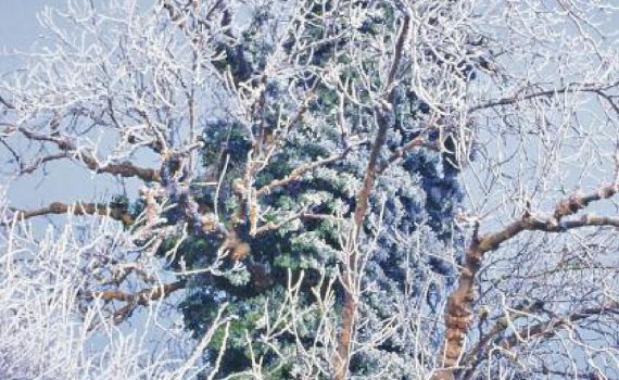 January 2019 Newsletter, cover photo of frosted ash by the naturalist John Tyler