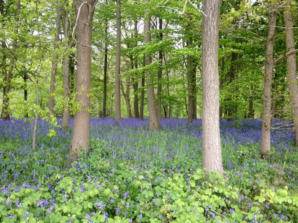 Bluebells in Hervines Park