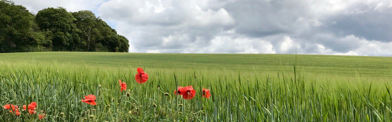 Ruccles Field, Old Amersham