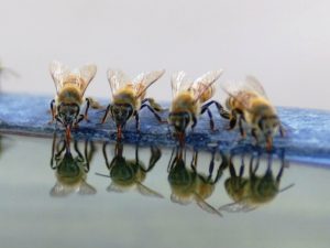 Foraging for water