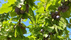 Lindsay Engers Talk, via Chiltern Heritage Orchards