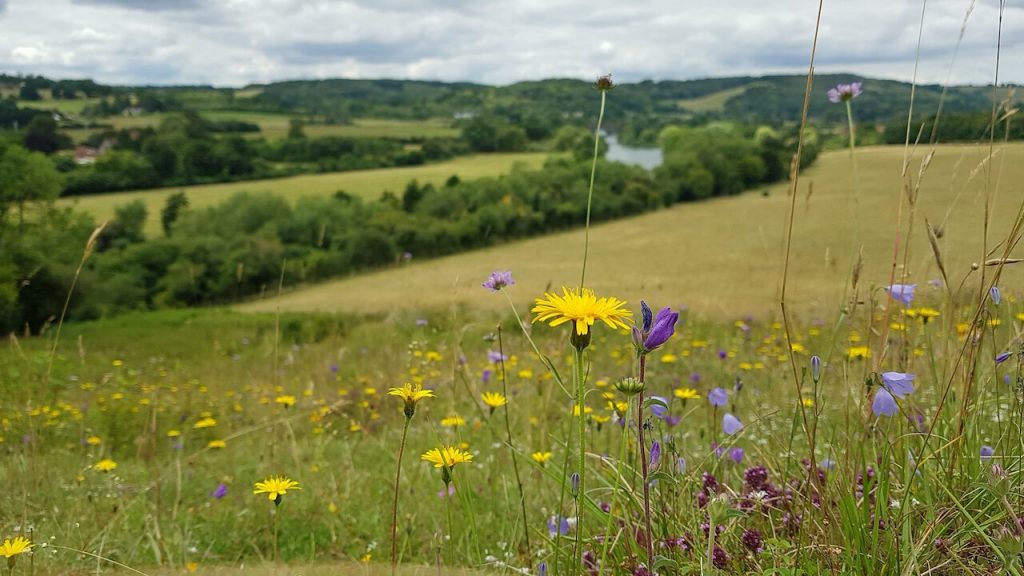 Chalk grassland flora at Hartslock BBOWT reserve © Marieke Bosman