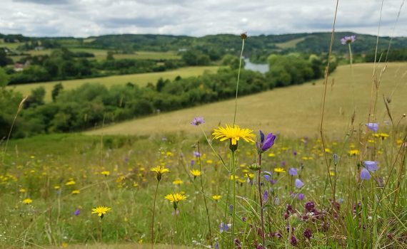 Chalk grassland flora at Hartslock BBOWT reserve © Marieke Bosman