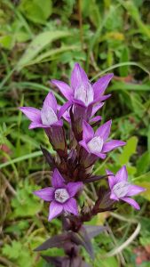 A Chiltern Gentian at Prestwood Nature Reserve © Marieke Bosman