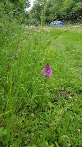 Pyramidal Orchids in a verge in Old Amersham © Marieke Bosman