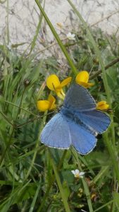 A Common Blue butterfly on Bird’s-foot Trefoil Fairy © Dominic Turner
