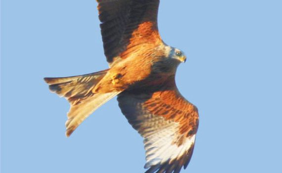 May 2023 Newsletter, cover photo The Red Kite by Linda Witton