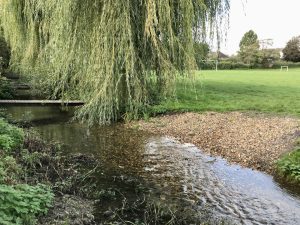 Gravel ‘beach’, Barn Meadow, Aug 2023