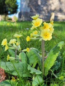 Cowslip. Photo by Heather Stanley