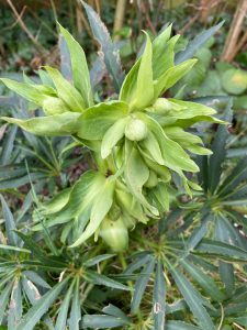 Stinking Hellebore. Photo by Marieke Bosman