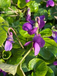 Sweet Violet. Photo by Marieke Bosman