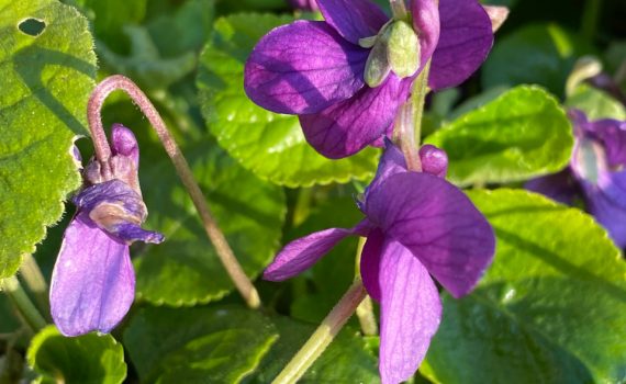 Sweet Violet. Photo by Marieke Bosman