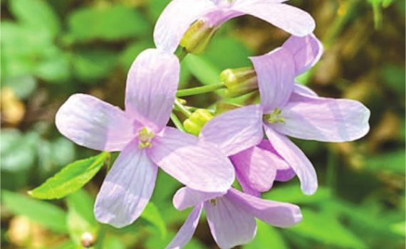 Coralroot. Photo by Marieke Bosman